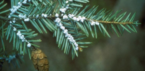 Woolly Adelgid
