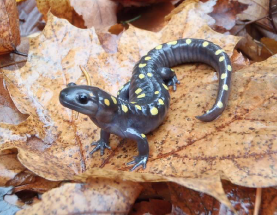 Salamander