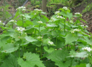 Garlic mustard