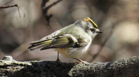 Golden Crowned Kinglet