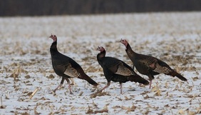 Turkeys