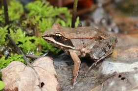 Wood Frog