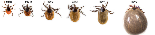 tick sizes