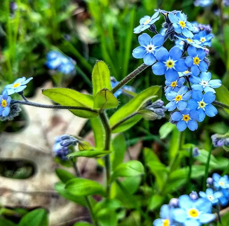 Forget-me-nots