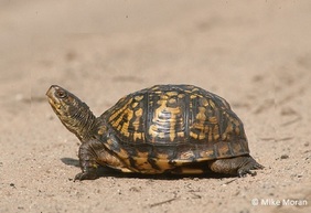 Box Turtle