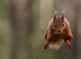 squirrel