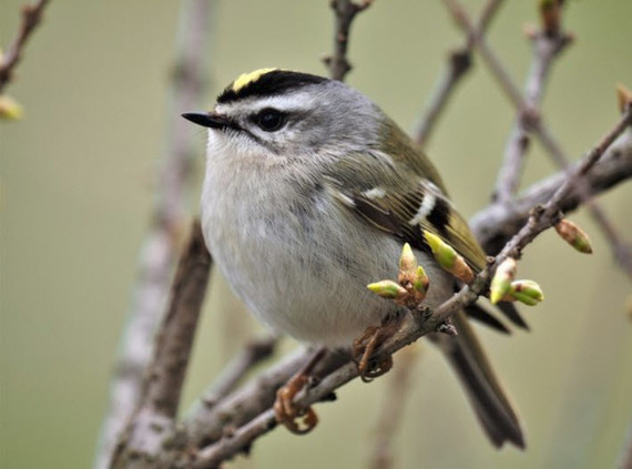 golden crowned kinglet