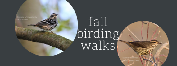 birding walks