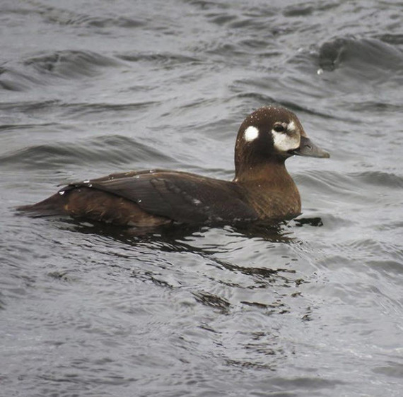 duck
