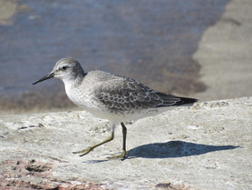 red knot
