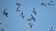Birds in flight