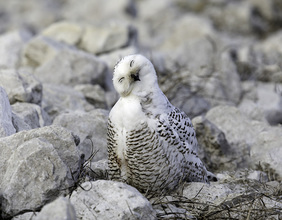 Snowy Owl