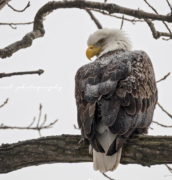 Bald Eagle