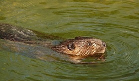 Beaver