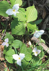 trillium
