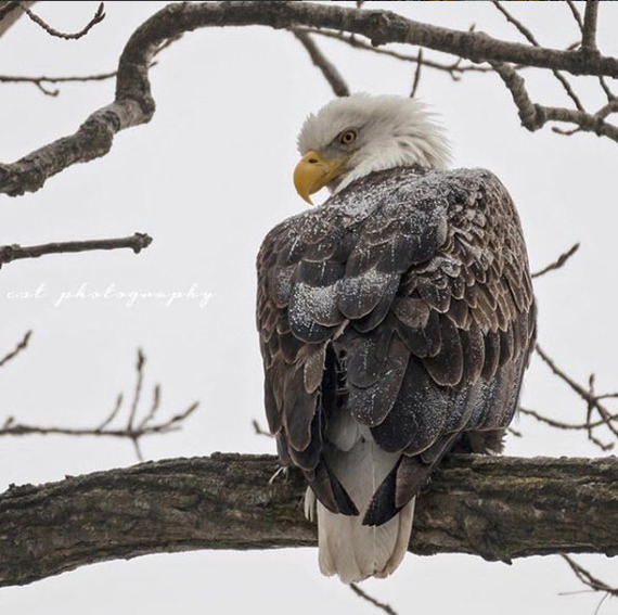 bald eagle
