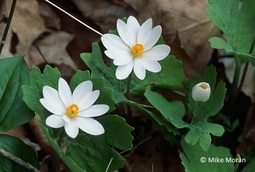 Bloodroot