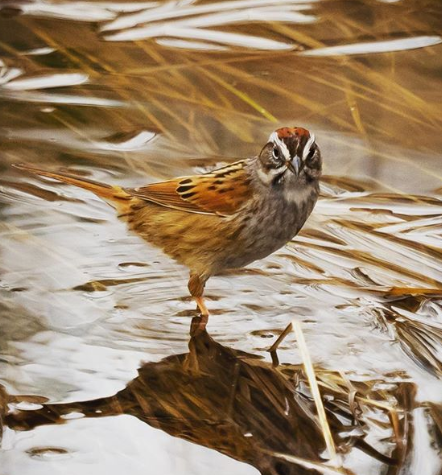 Swamp Sparrows