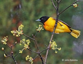 Baltimore Oriole 