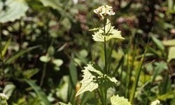 Garlic Mustard