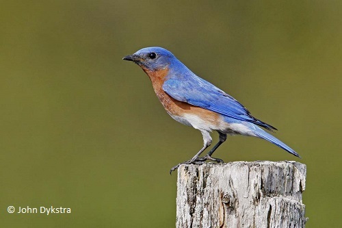 Eastern Bluebird