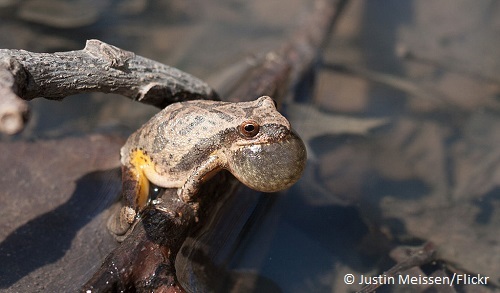Spring Peeper