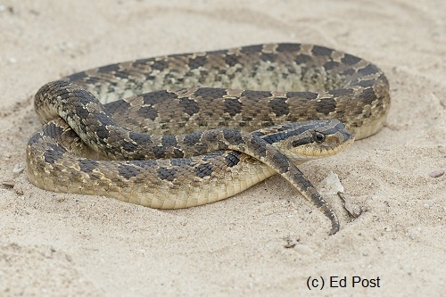 Eastern Hognose