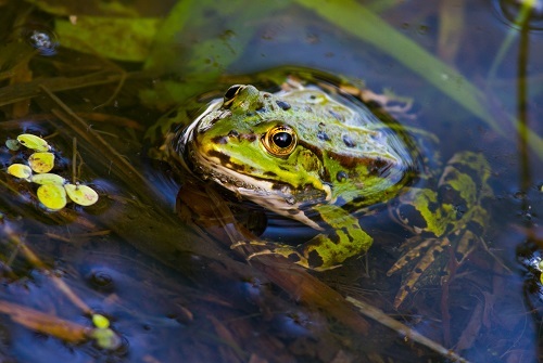 Leopard Frog
