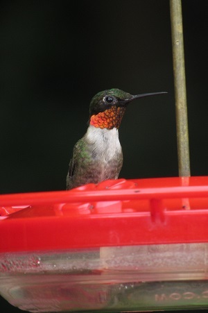 Ruby-throated Hummingbird
