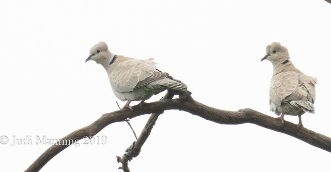Eurasian Collard Dove
