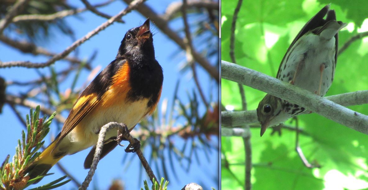 American Redstart & Ovenbird
