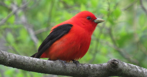 Scarlet Tanager at Port Sheldon Natural Area by Curtis Dykstra