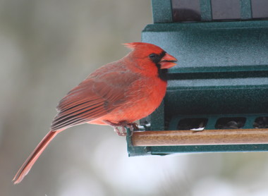 Northern Cardinal