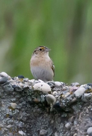 Grasshopper Sparrow by Emily Tornga