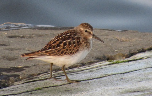 Sandpiper