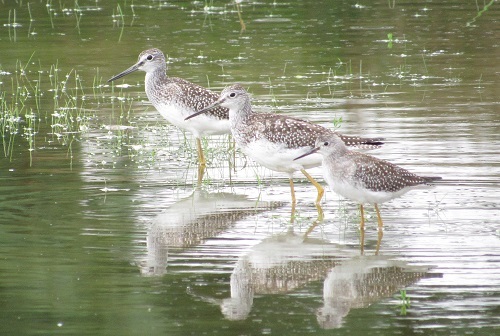 Yellowlegs