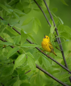 Yellow Warbler
