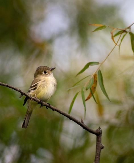Flycatcher