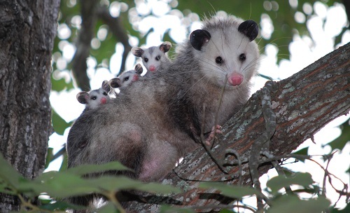 Opossum with Babies