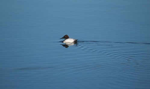 Canvasback