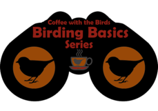 Birding Basics