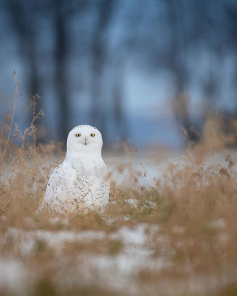 Snowy Owl