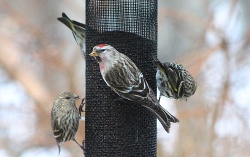Birds at the Feeder