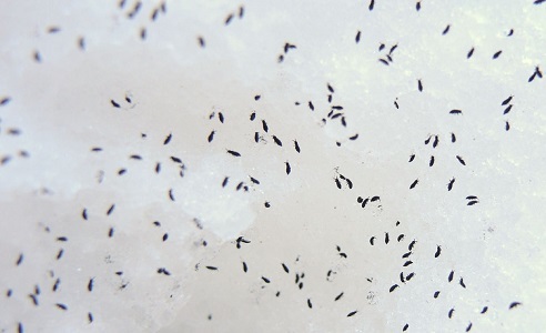 Snow Fleas