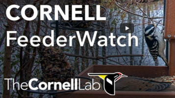 Cornell Live Bird Cams