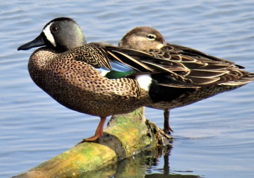 Blue-winged Teal by Lisa Casler