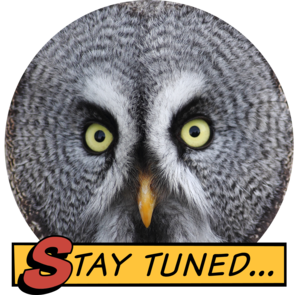 Stay Tuned - Owl