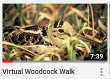 Virtual Woodcock Walk