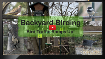 Bird Traffic Ramps Up