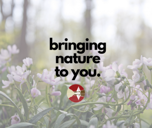 Bringing Nature to You